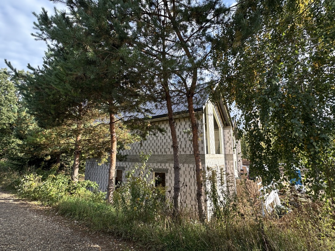Pušys palei sklypo šoną